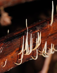 Pterulicium gracile