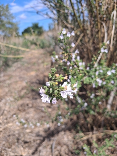 Lesser Calamint