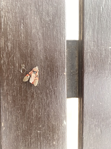 Indian Milkweed Bug