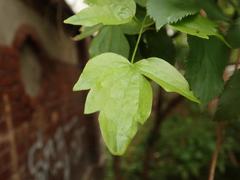 Clematis vitalba