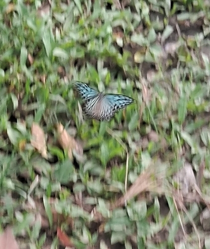 Ceylon Blue Glassy Tiger