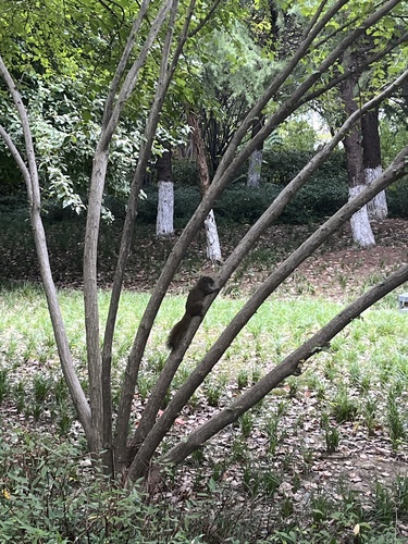 Pallas' Squirrel