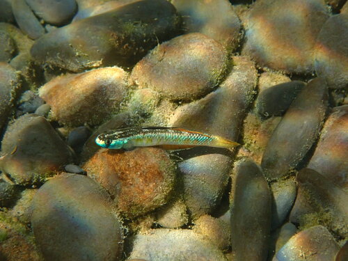 Stiphodon observed 2026-09-19