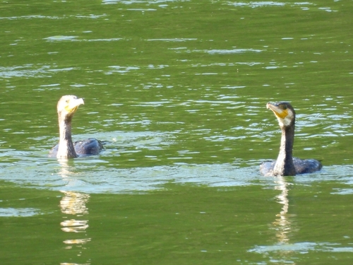 Great Cormorant