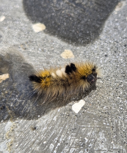 Dark Tussock
