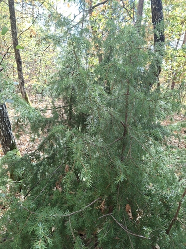 common juniper