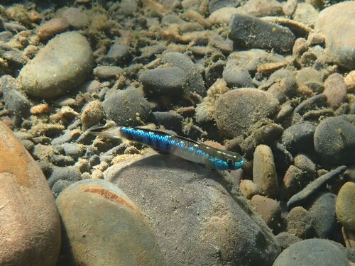 Stiphodon observed 2026-09-19