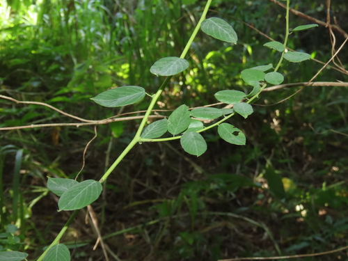 Berchemia lineata, photograph 1