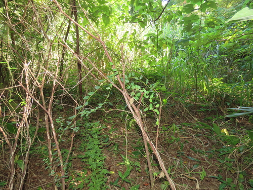 Berchemia lineata