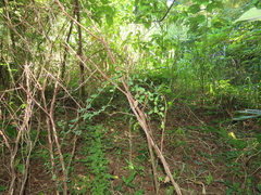 Berchemia lineata
