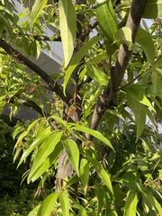Cinnamomum camphora