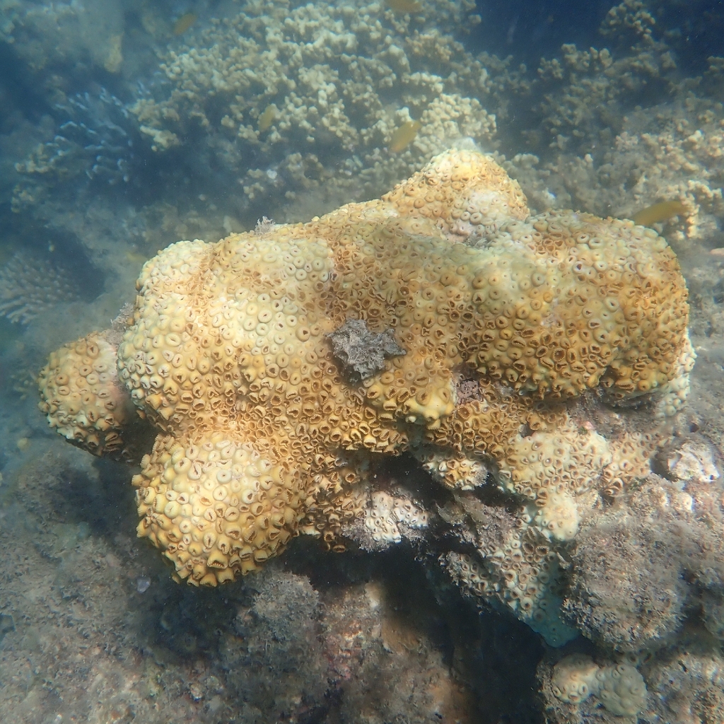 Palythoa tuberculosa