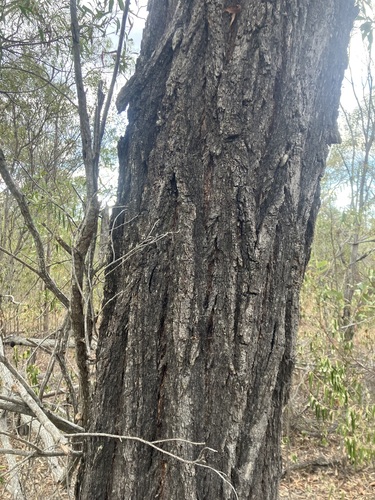 Eucalyptus crebra observed 2026-09-22