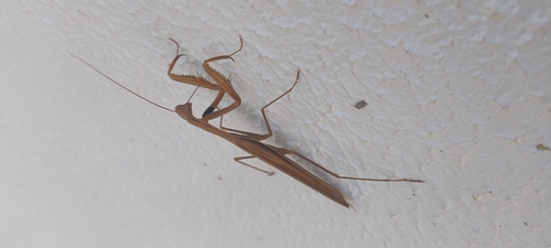 European Mantis