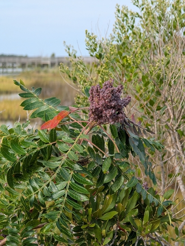 shining sumac
