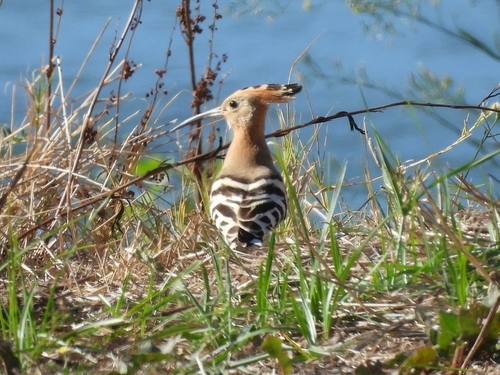Common Hoopoe