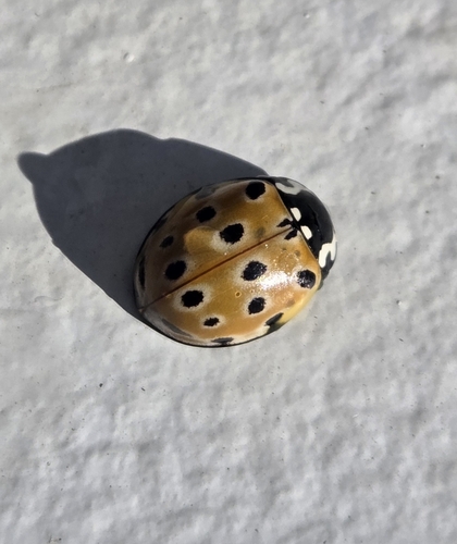 Eyed Ladybird Beetle