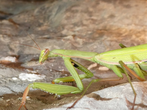 European Mantis