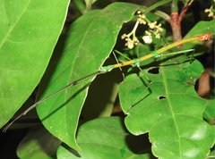 Phraortes stomphax