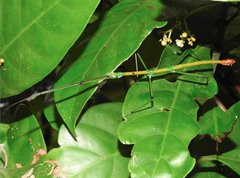Phraortes stomphax