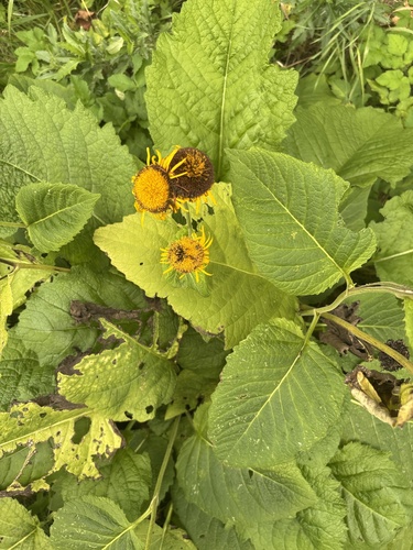 Yellow Oxeye