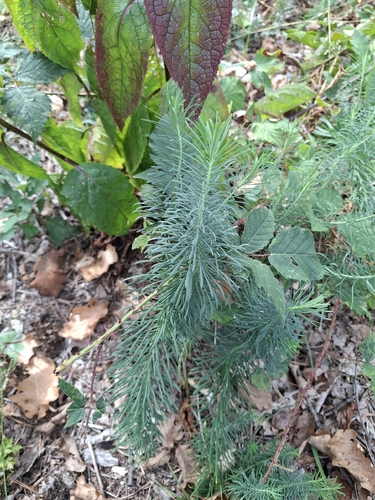 cypress spurge
