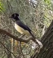 Plush-crested Jay
