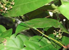 Phraortes stomphax
