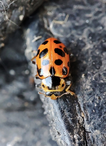 Thirteen-spotted Lady Beetle