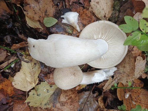 Beech Mushroom