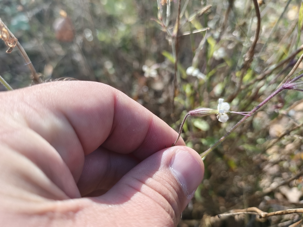 Silene nutans; photograph (c) Евгений Маринкин, some rights reserved (CC BY)