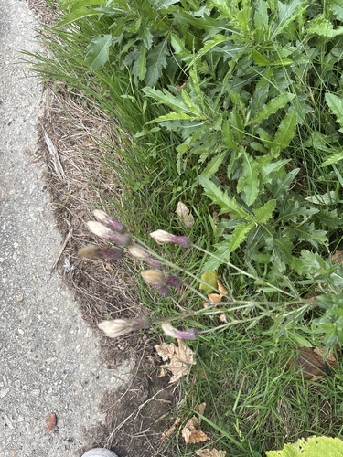 creeping thistle