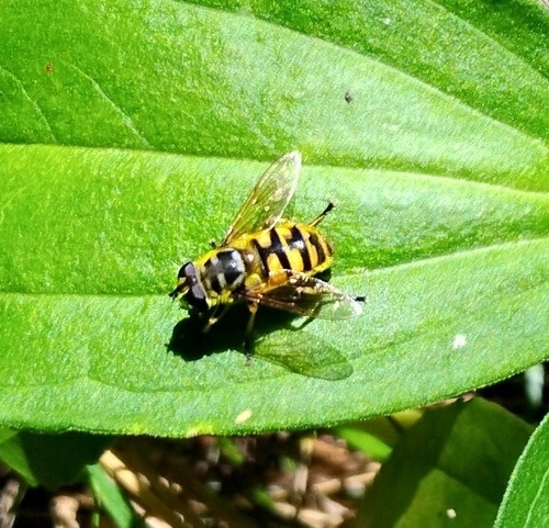 Yellow-haired Sun Fly