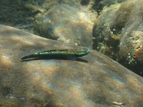 Stiphodon observed 2026-09-19