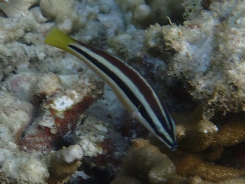 Diproctacanthus xanthurus observed 2026-09-17