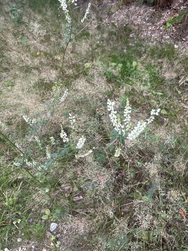White Sweetclover