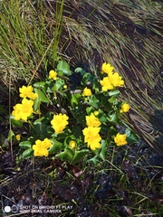 Caltha palustris