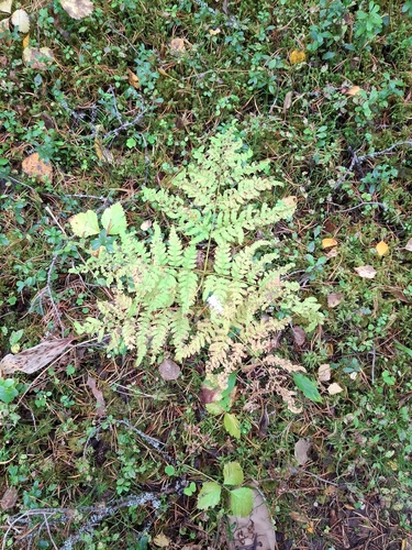 pinewood bracken