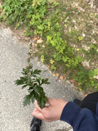 common mugwort