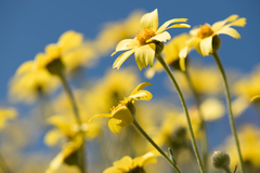 Monolopia lanceolata