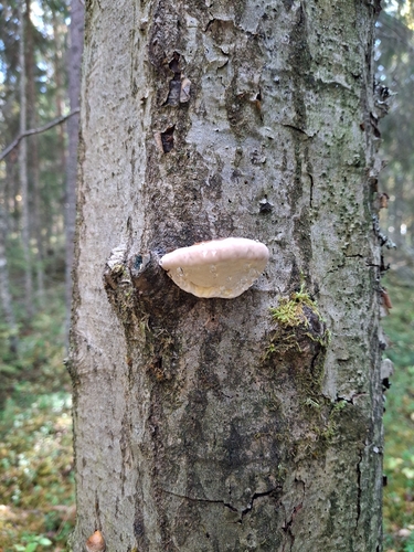 Red-banded Polypore