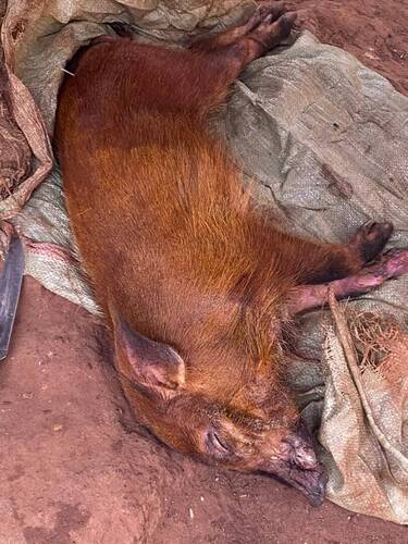 Red River Hog