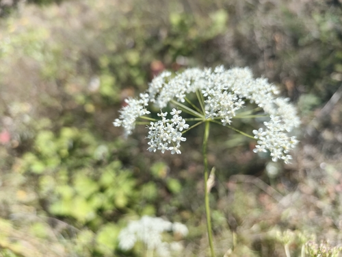 Pimpinella saxifraga, photograph 1