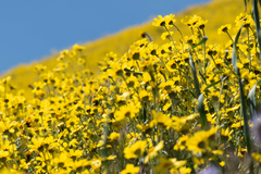 Monolopia lanceolata