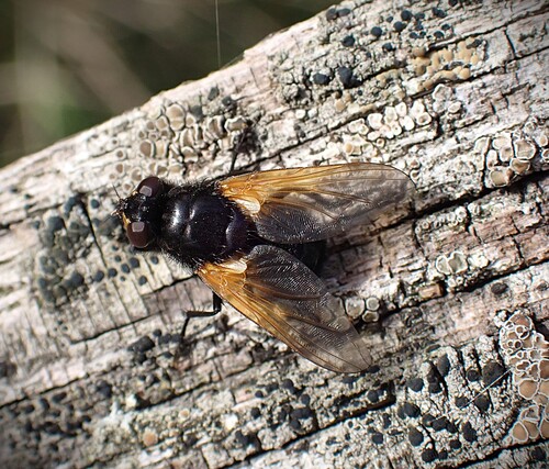 Noon Fly