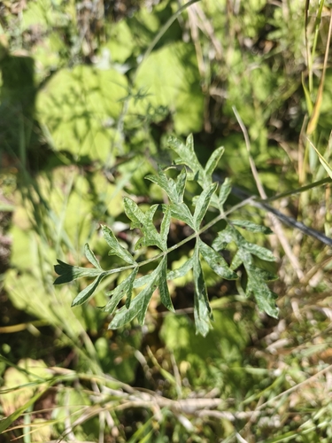 Pimpinella saxifraga, photograph 3