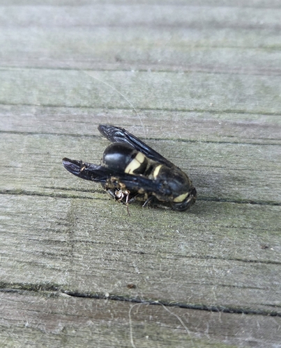 Four-toothed Mason Wasp