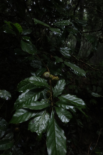 Lithocarpus corneus observed 2026-09-22