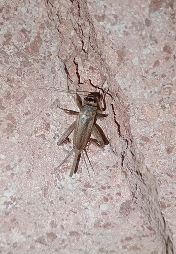 Verge Cricket