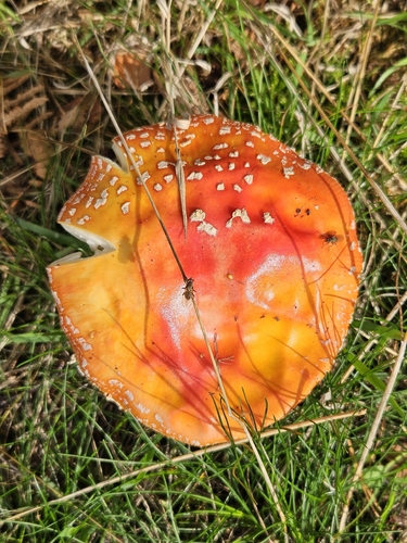 Fly Agaric